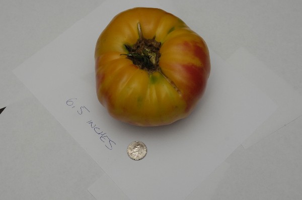 Web Dan's Garden Monster Tomato2 .jpg